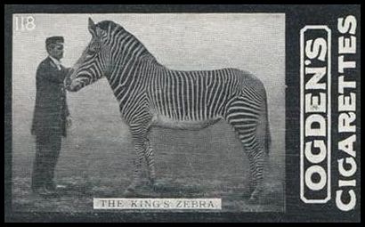 02OGID 118 The King's Zebra.jpg
